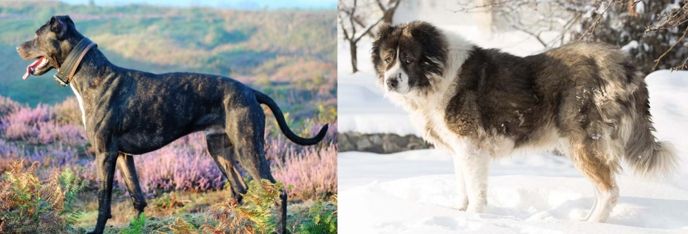 Caucasian Shepherd vs Alaunt - Breed Comparison