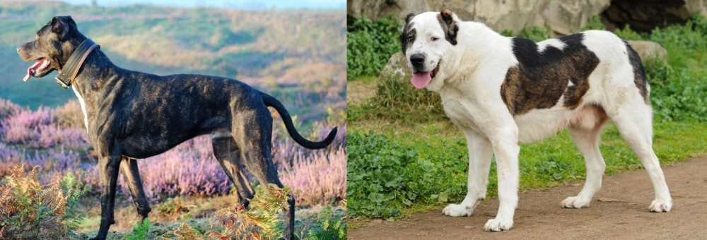 Central Asian Shepherd vs Alaunt - Breed Comparison