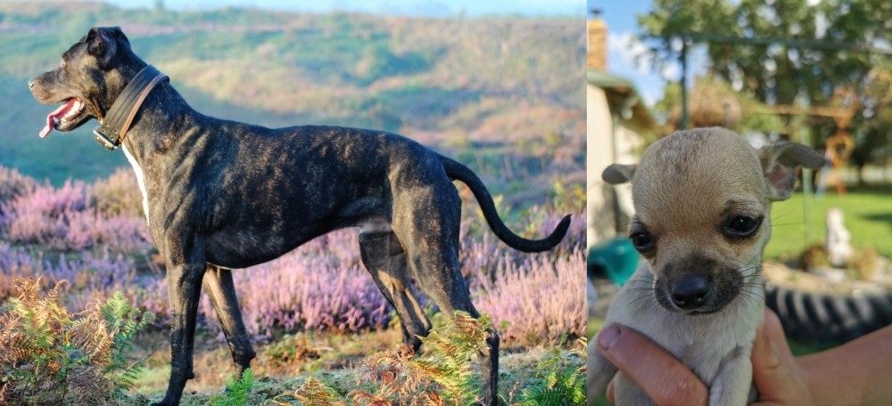 Chihuahua vs Alaunt - Breed Comparison