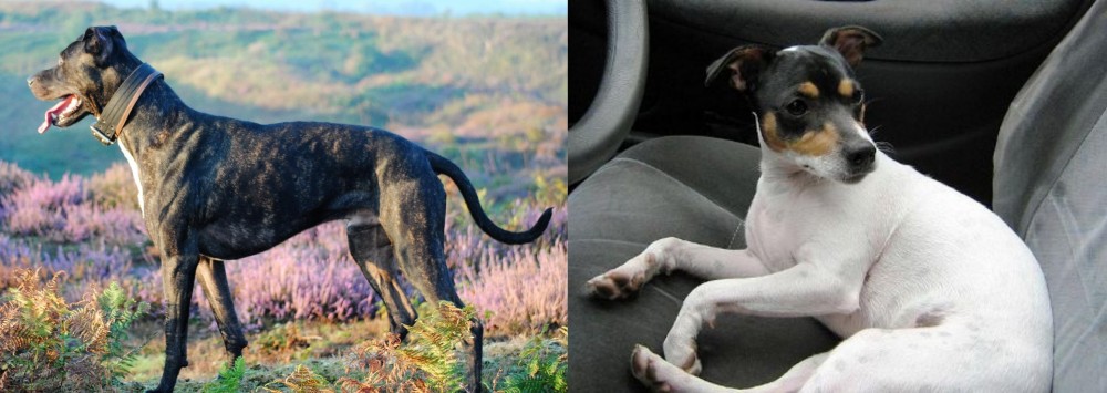 Chilean Fox Terrier vs Alaunt - Breed Comparison