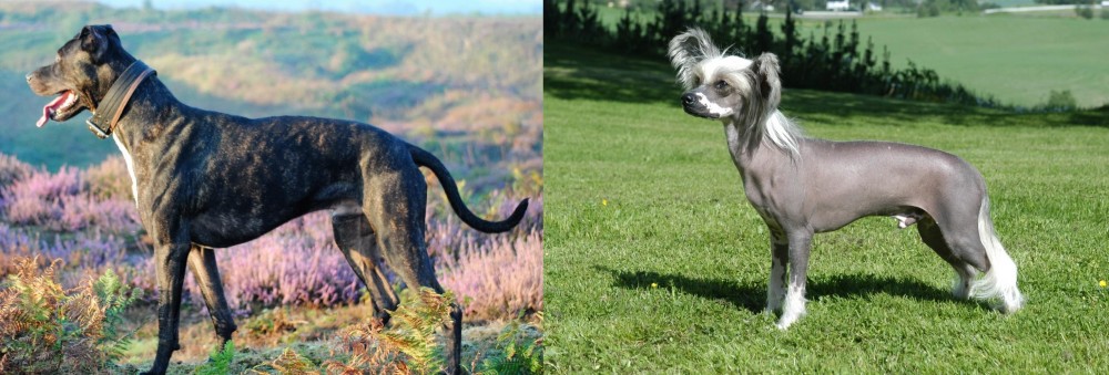 Chinese Crested Dog vs Alaunt - Breed Comparison