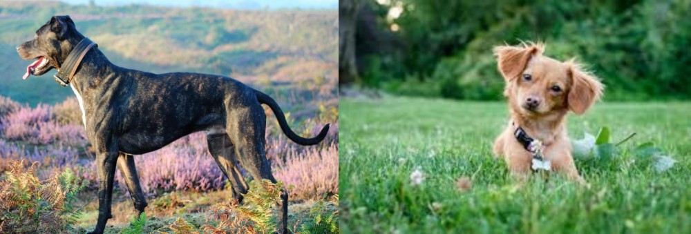 Chiweenie vs Alaunt - Breed Comparison