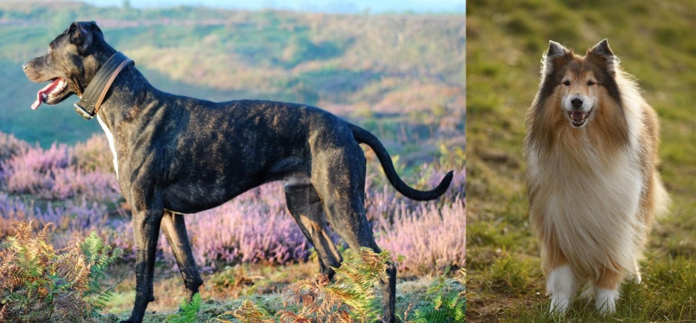 Collie vs Alaunt - Breed Comparison