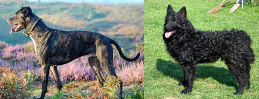 Croatian Sheepdog vs Alaunt - Breed Comparison