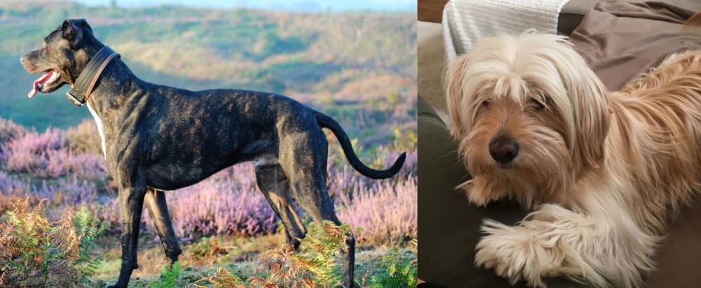 Cyprus Poodle vs Alaunt - Breed Comparison