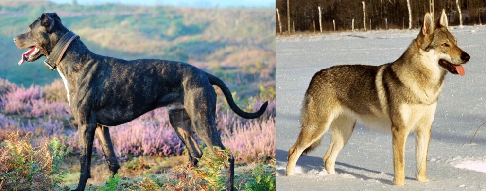 Czechoslovakian Wolfdog vs Alaunt - Breed Comparison