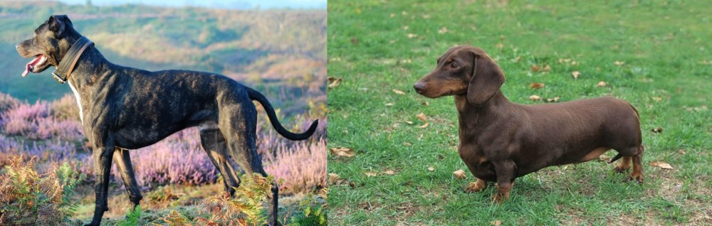 Dachshund vs Alaunt - Breed Comparison