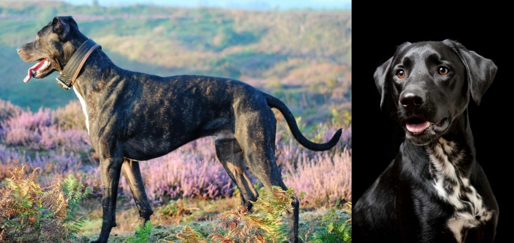 Dalmador vs Alaunt - Breed Comparison