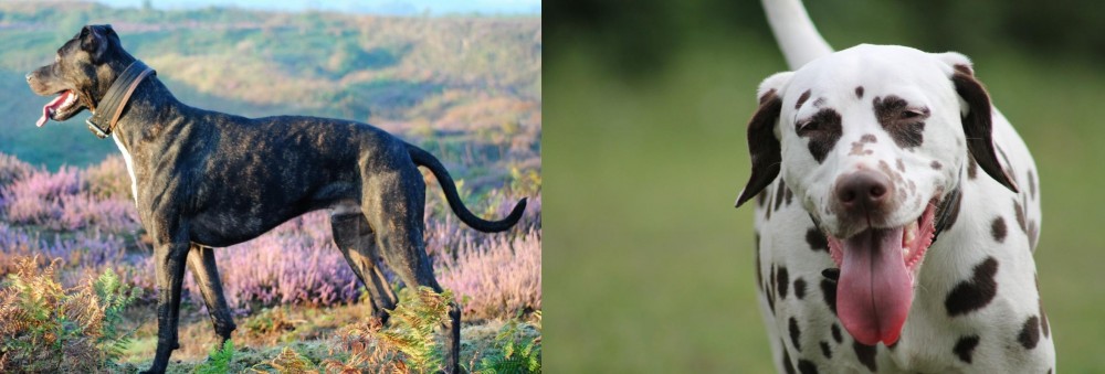 Dalmatian vs Alaunt - Breed Comparison