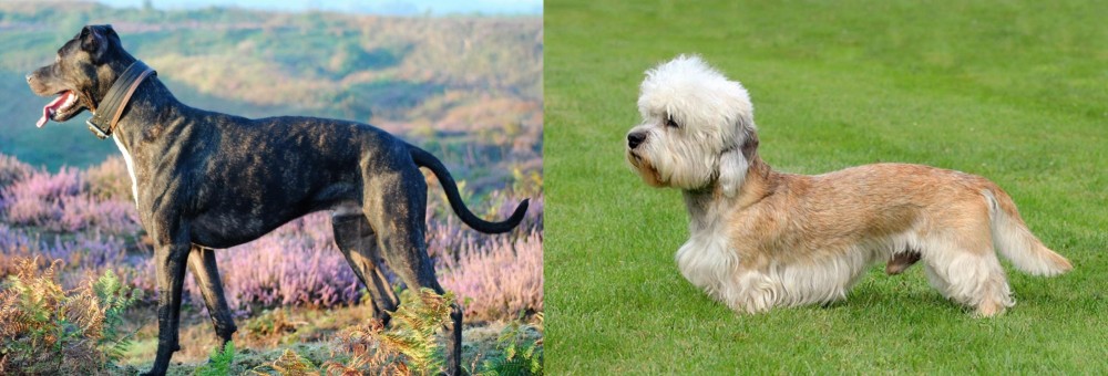 Dandie Dinmont Terrier vs Alaunt - Breed Comparison