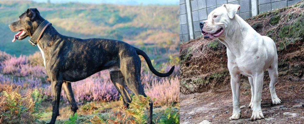 Dogo Guatemalteco vs Alaunt - Breed Comparison