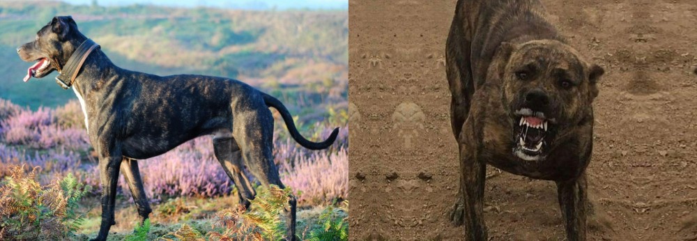 Dogo Sardesco vs Alaunt - Breed Comparison