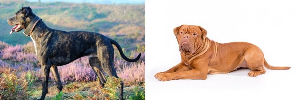 Dogue De Bordeaux vs Alaunt - Breed Comparison