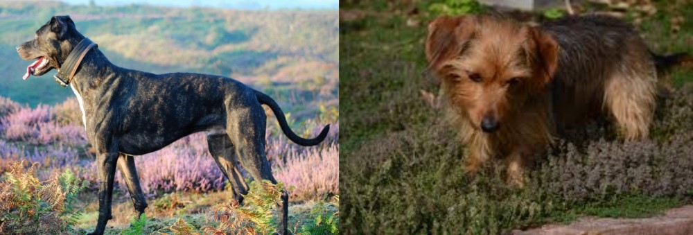 Dorkie vs Alaunt - Breed Comparison