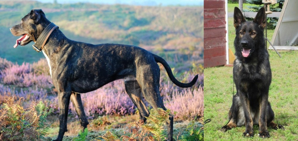 East German Shepherd vs Alaunt - Breed Comparison