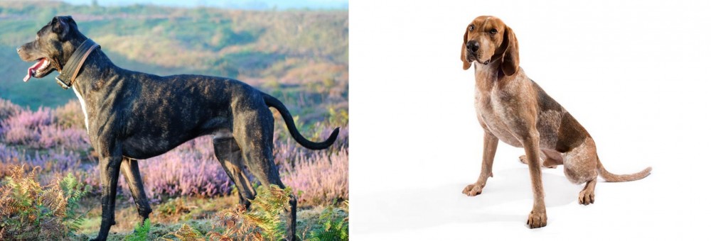 English Coonhound vs Alaunt - Breed Comparison