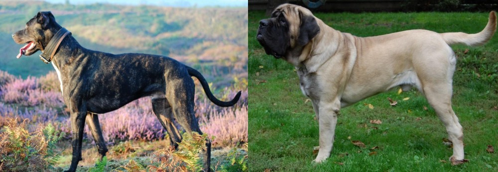 English Mastiff vs Alaunt - Breed Comparison