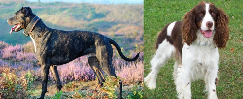 English Springer Spaniel vs Alaunt - Breed Comparison