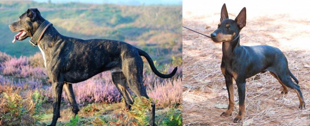 English Toy Terrier (Black & Tan) vs Alaunt - Breed Comparison