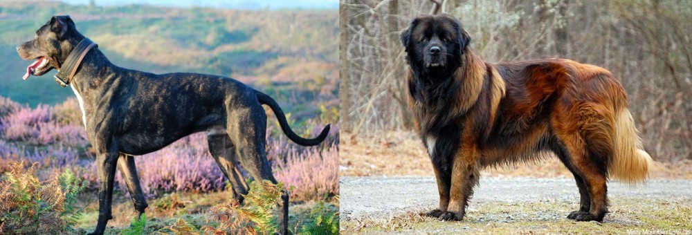 Estrela Mountain Dog vs Alaunt - Breed Comparison