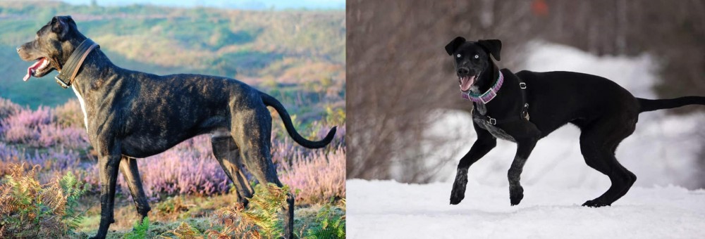 Eurohound vs Alaunt - Breed Comparison