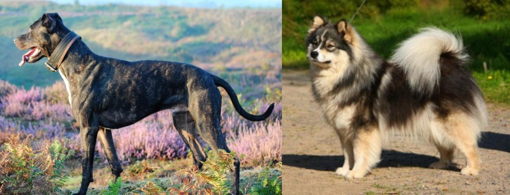 Finnish Lapphund vs Alaunt - Breed Comparison