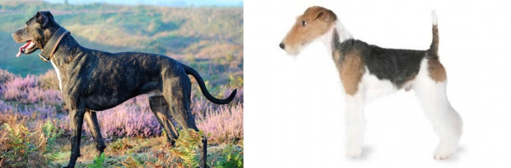 Fox Terrier vs Alaunt - Breed Comparison