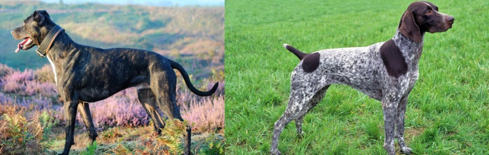 German Shorthaired Pointer vs Alaunt - Breed Comparison