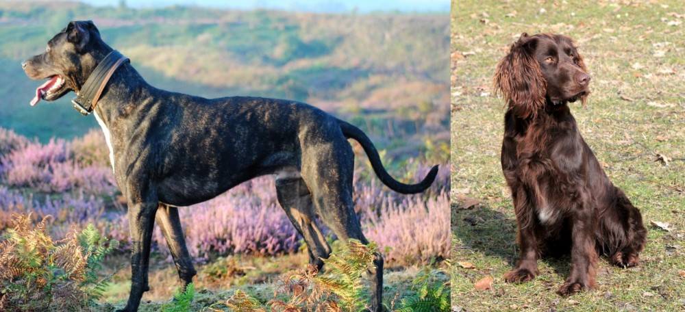 German Spaniel vs Alaunt - Breed Comparison