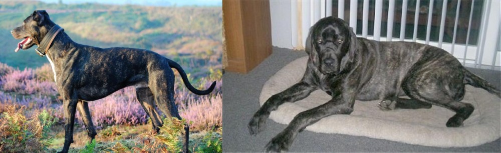 Giant Maso Mastiff vs Alaunt - Breed Comparison
