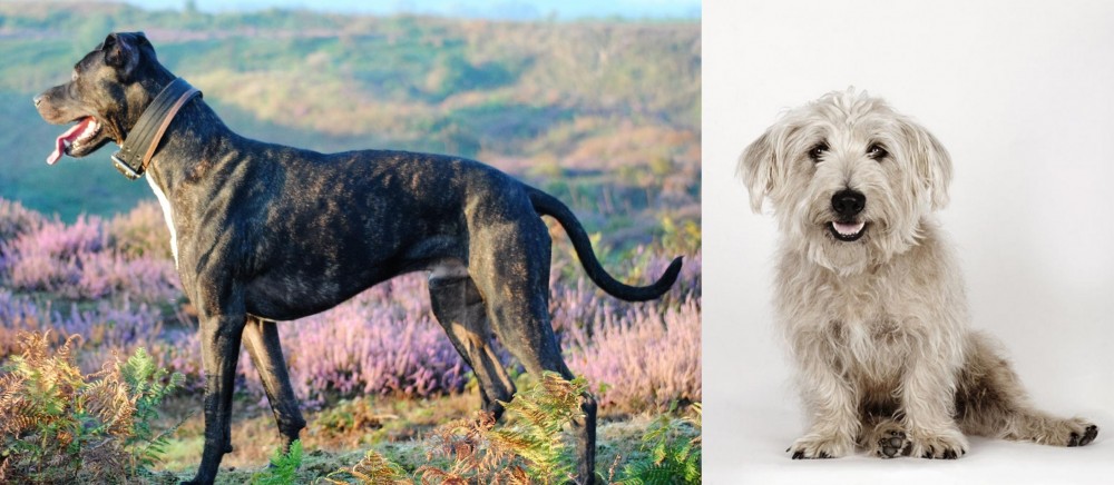 Glen of Imaal Terrier vs Alaunt - Breed Comparison