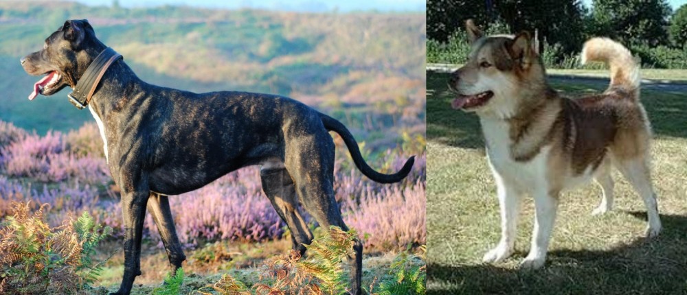 Greenland Dog vs Alaunt - Breed Comparison