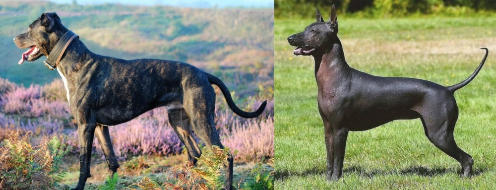 Hairless Khala vs Alaunt - Breed Comparison