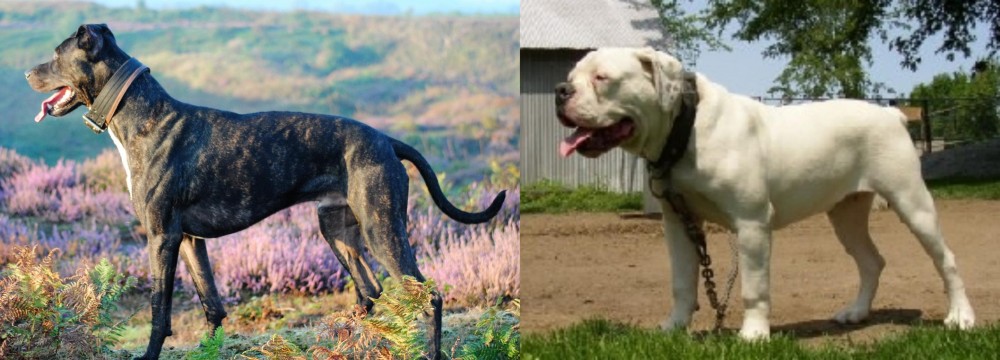 Hermes Bulldogge vs Alaunt - Breed Comparison