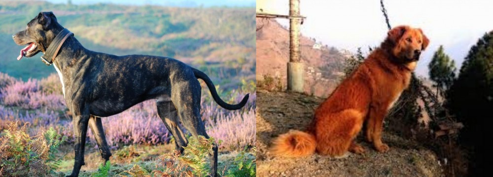 Himalayan Sheepdog vs Alaunt - Breed Comparison