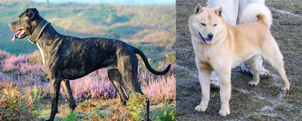 Hokkaido vs Alaunt - Breed Comparison