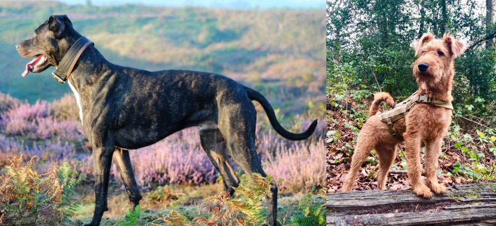 Irish Terrier vs Alaunt - Breed Comparison