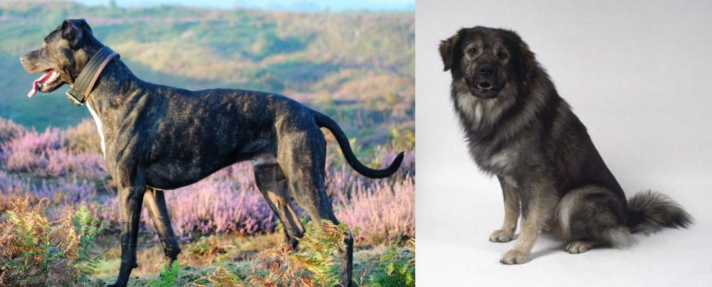 Istrian Sheepdog vs Alaunt - Breed Comparison