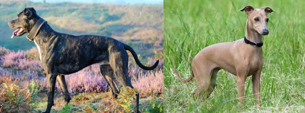 Italian Greyhound vs Alaunt - Breed Comparison