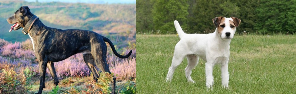 Jack Russell Terrier vs Alaunt - Breed Comparison