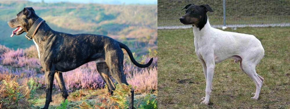 Japanese Terrier vs Alaunt - Breed Comparison