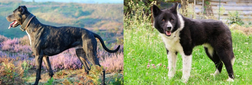 Karelian Bear Dog vs Alaunt - Breed Comparison