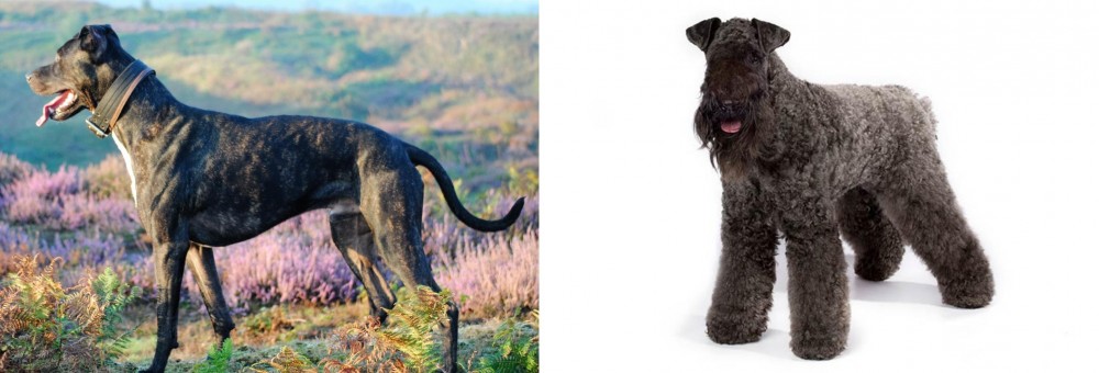Kerry Blue Terrier vs Alaunt - Breed Comparison