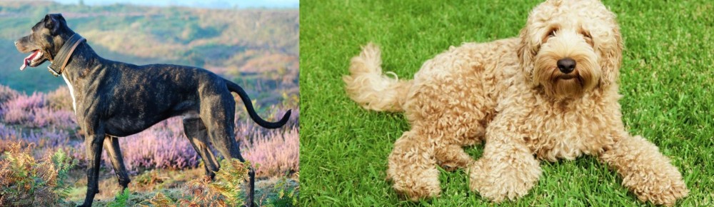Labradoodle vs Alaunt - Breed Comparison