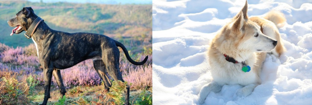 Labrador Husky vs Alaunt - Breed Comparison