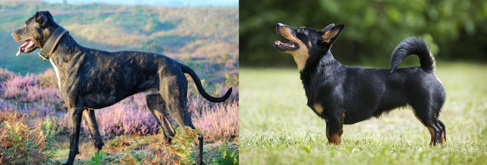 Lancashire Heeler vs Alaunt - Breed Comparison