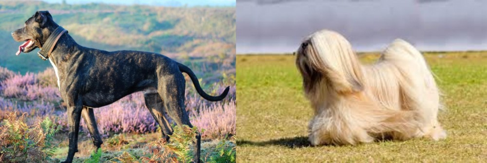 Lhasa Apso vs Alaunt - Breed Comparison