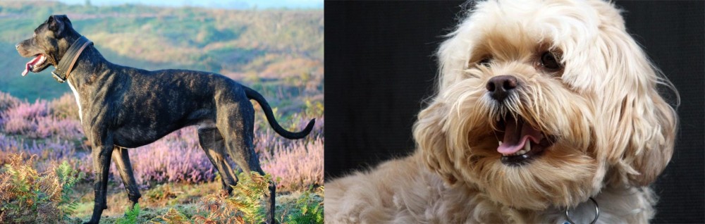 Lhasapoo vs Alaunt - Breed Comparison