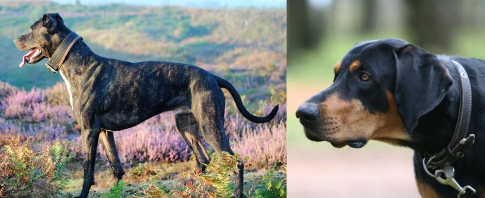 Lithuanian Hound vs Alaunt - Breed Comparison