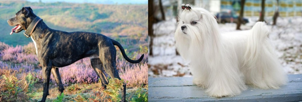 Maltese vs Alaunt - Breed Comparison